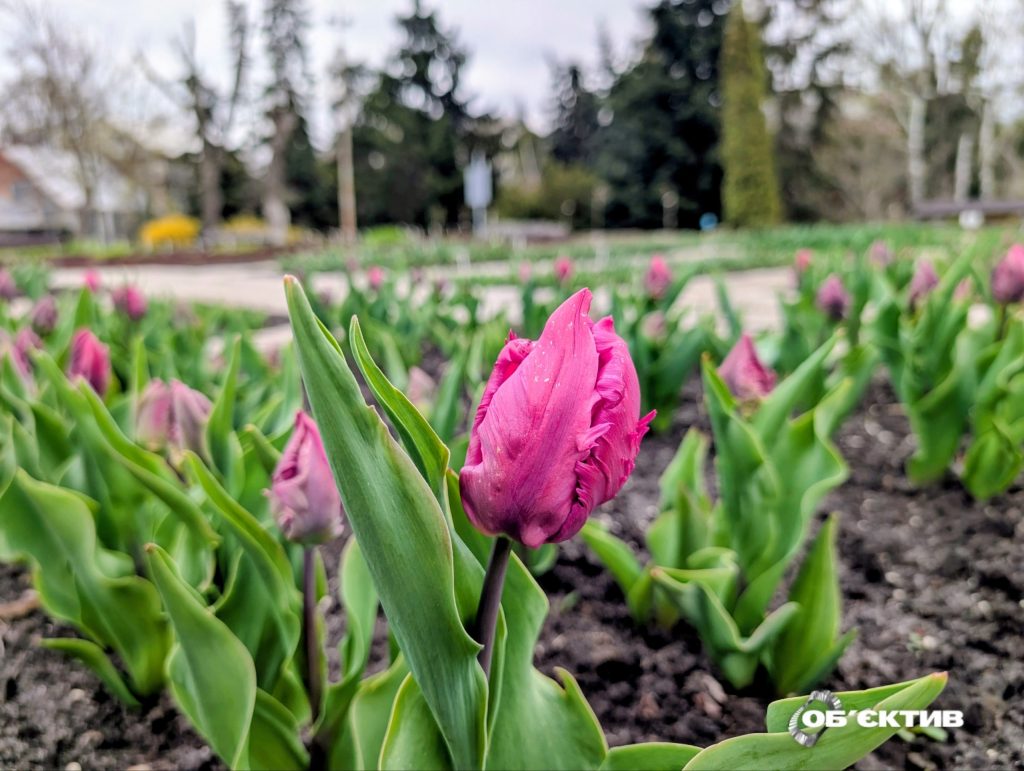 Весняні квіти у ботсаду