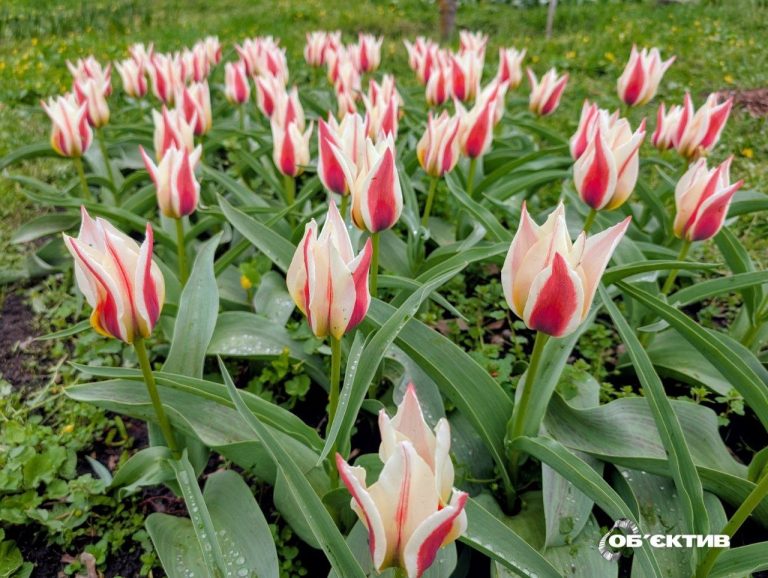 Огляд подій Харкова 19 квітня — фронт, постраждалі і пожежі