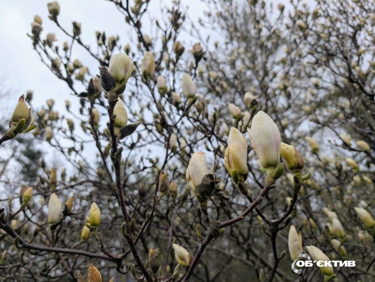 18 квітня у Харкові й області: туманний ранок з дощем, вдень до +15