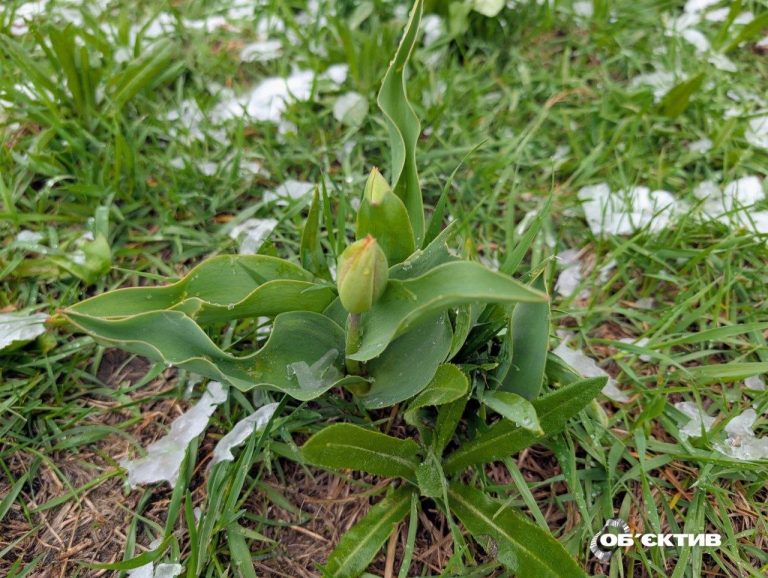 У понеділок на Харківщині знову попереджають про небезпечні погодні умови — прогноз