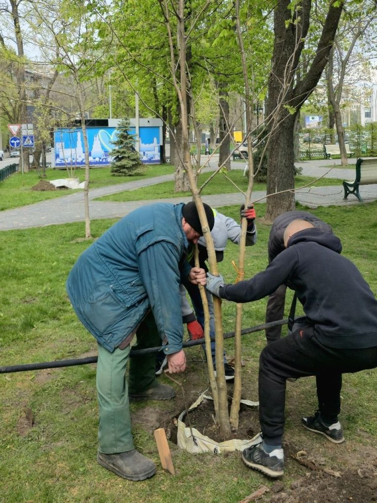 Процес висадження дерев у Харкові