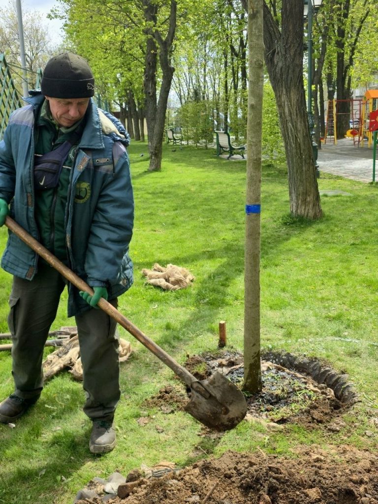 Нові саджанці в сквері