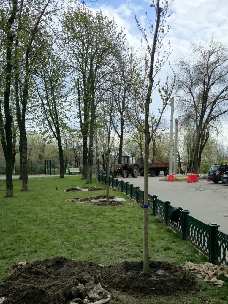 Саджанці в центрі міста