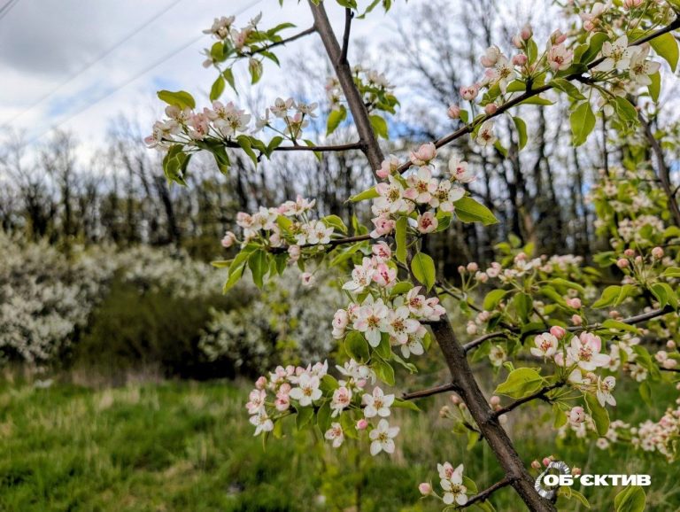 Вітер вщухне, але заморозки залишаться: прогноз погоди в Харківській області на 29 квітня