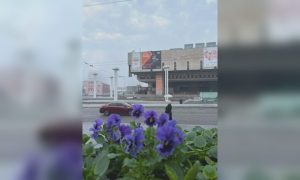 У центрі Харкова висадили тисячі віол, а біля канатної дороги з’явився новий квітник (фото)