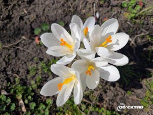 Недільний прогноз: якою буде погода у Харкові та області 5 квітня