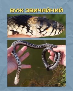 Змії Харківщини: які види трапляються і як відрізнити отруйних від безпечних