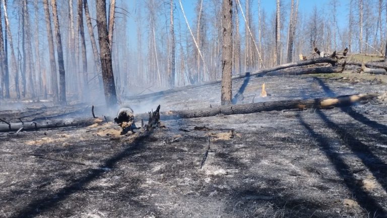 На Харківщині ліквідували пожежі в Артемівському лісництві, спричинені російськими обстрілами