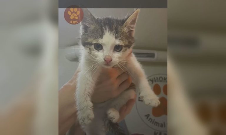 Зіту та Гіту в Харкові витягли з провалу в землю (відео)