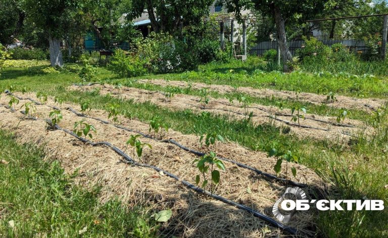 Підготовка до дачного сезону 2026 — актуальні ціни на товари для саду й городу в Харкові