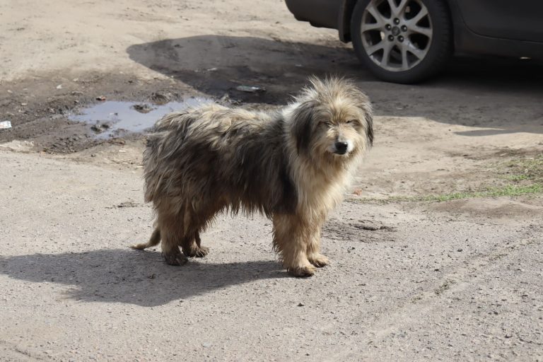 У Київському районі Харкова підтверджено випадок сказу