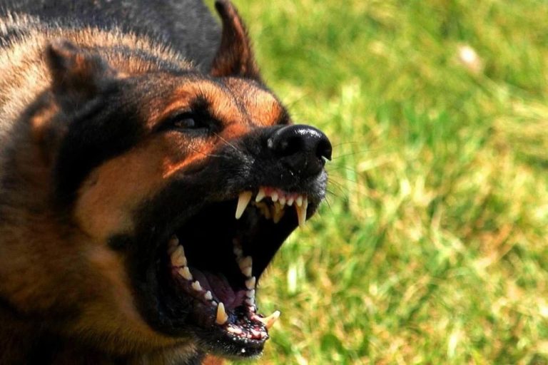 У Харкові підтвердили випадок сказу — який район потрапив під карантин