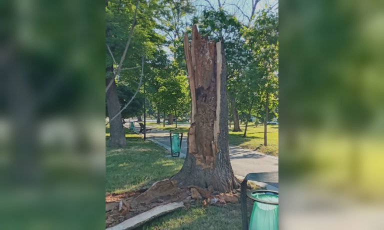 Повалене сухе дерево пошкодило лавки в одному з харківських парків — фото