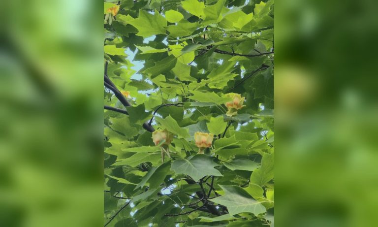Де в Харкові побачити тюльпанне дерево, яке почало квітнути (фото)