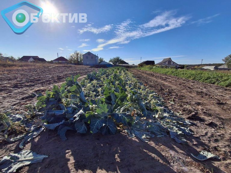 Червень у Харківській області дивує — дощі є, але посуха посилюється
