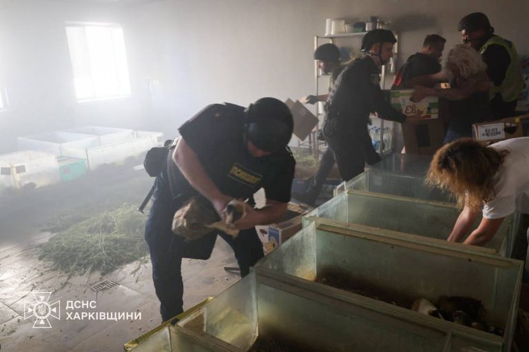 Дрон влучив у харківський зоопарк: загинули 10 кроликів, слон перебуває у стресі