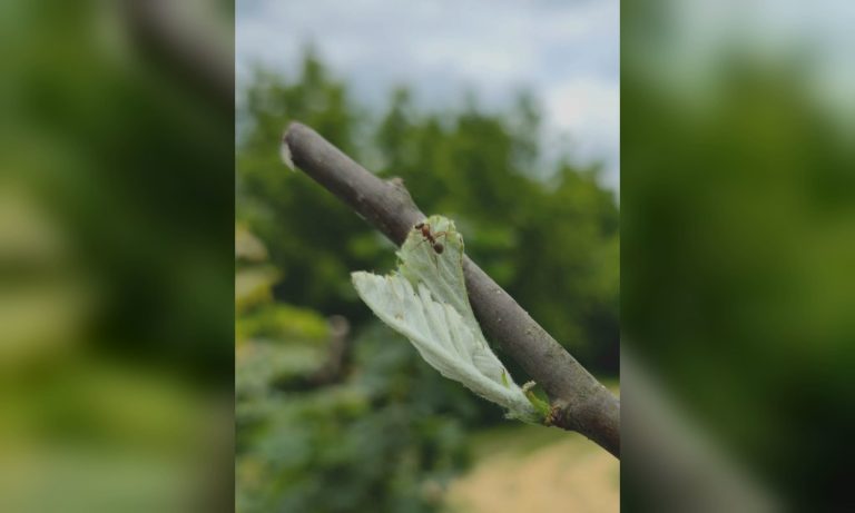У Харкові врятували чотири горобини, пошкоджені вандалами