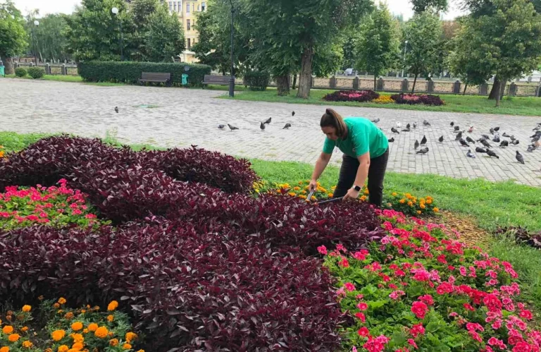 Більше 40 тисяч квітів прикрасили Холодногірський район (фото)