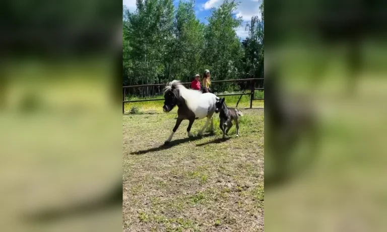 У екопарку під Харковом з’явилися нові мешканці — хто народився (відео)