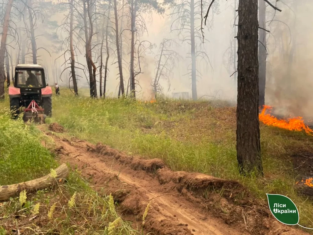 Ліс після гасіння пожежі