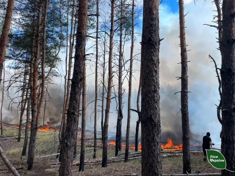 Площа лісових пожеж на Харківщині скоротилася більш ніж у вісім разів