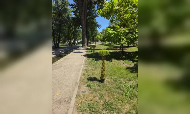 У Харкові з’явилися незвичайні верби — комунальники оприлюднили світлини
