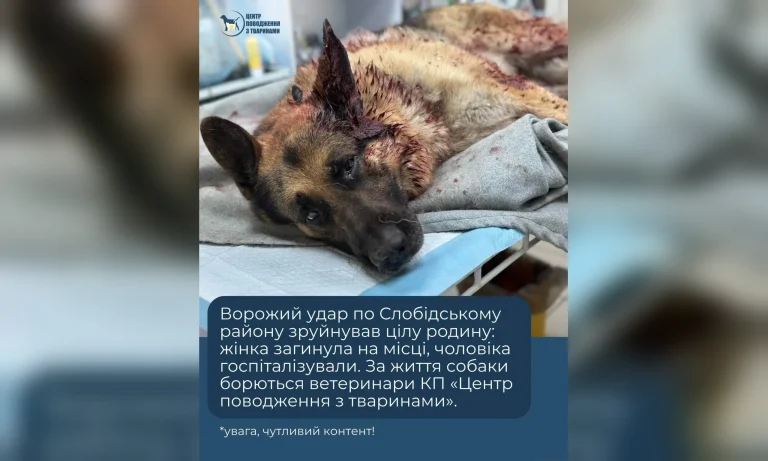Поранену в Харкові вівчарку рятують ветеринари після загибелі господині