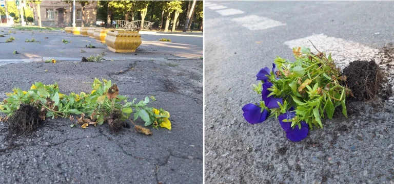У Лозовій з клумб вирвали сині й жовті квіти — виявили підозрювану