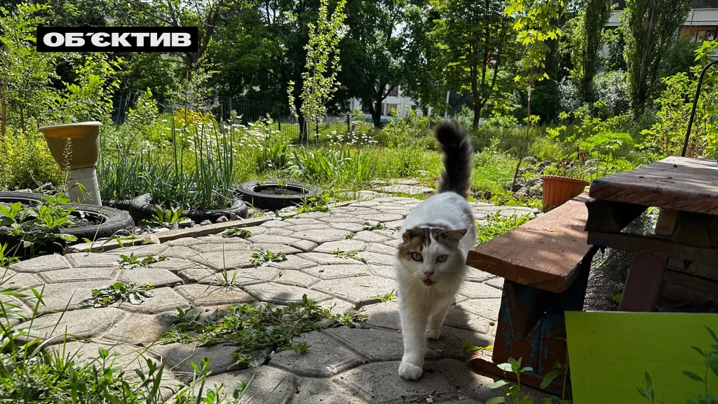 Кіт, що гуляє серед квітів у садку