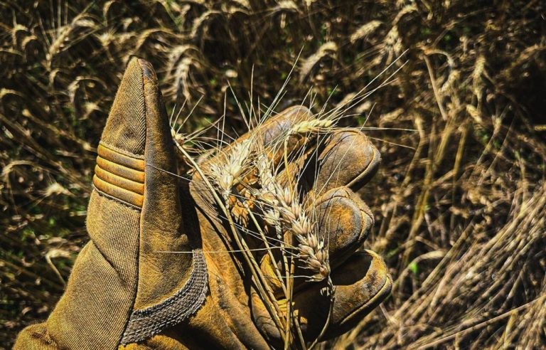 Обстріли на Харківщині спричинили пожежі на врожайних полях