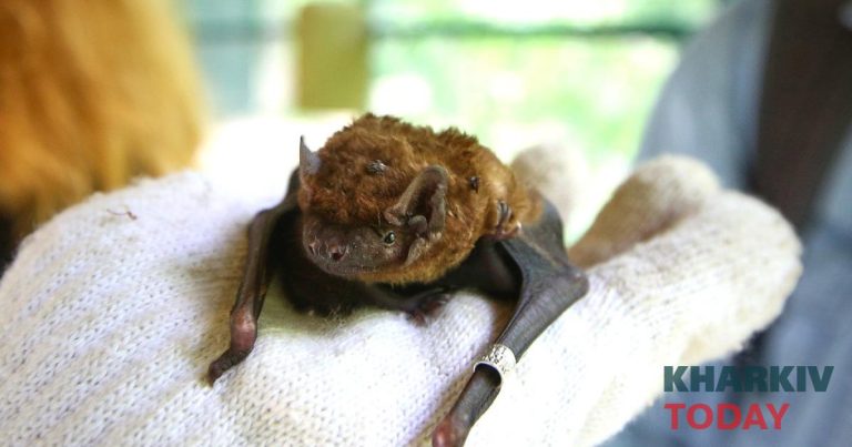 У Харкові виявили кажана, зараженого сказом