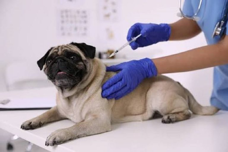 Де цього тижня в Харківській області вакцинують домашніх і безпритульних тварин від сказу