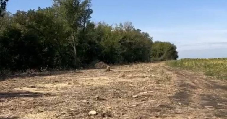 У громаді на Харківщині виявили незаконну вирубку близько 500 дерев