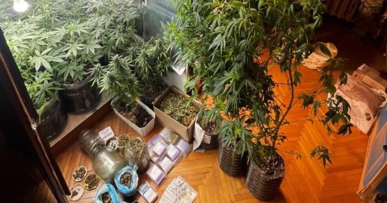 На Харківщині поліція виявила плантацію з 800 кущів конопель