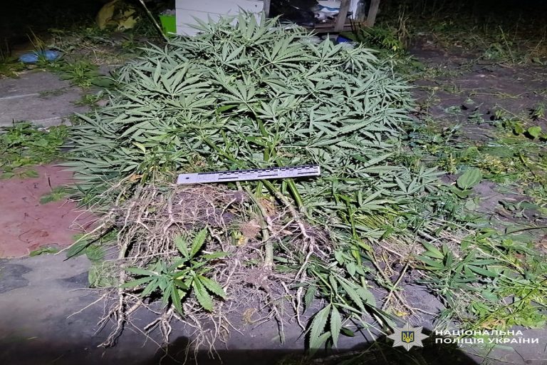 На Харківщині чоловіку загрожує тюремний строк за вирощування конопель