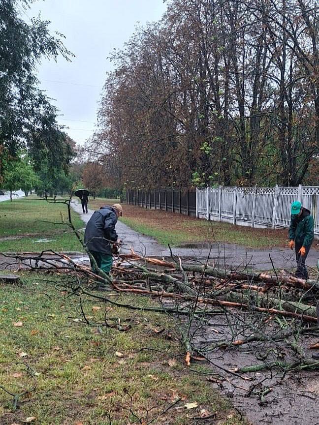 Працівники розпилюють повалене дерево