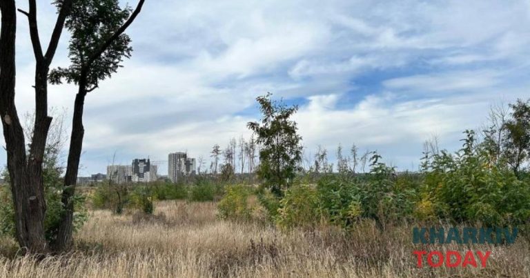 На Журавлівці сосни замінять дубами — чи повернеться ліс