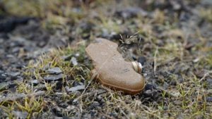 У Харківській області чоловік підірвався на вибухонебезпечному предметі