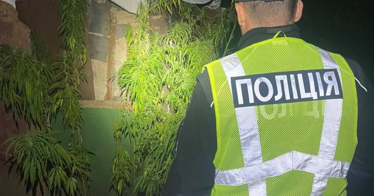 У Харківській області підозрюють 44-річного чоловіка у вирощуванні конопель