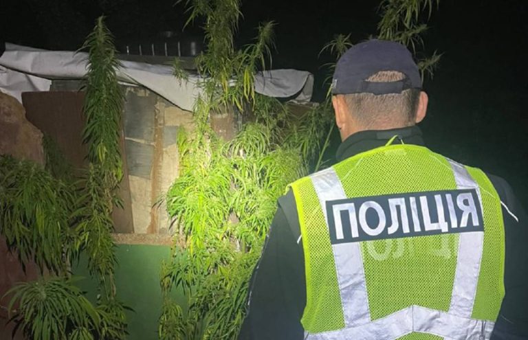 У Мерефі чоловік облаштував у дворі плантацію конопель