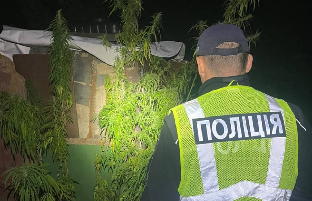 У Мерефі чоловік облаштував у дворі плантацію конопель