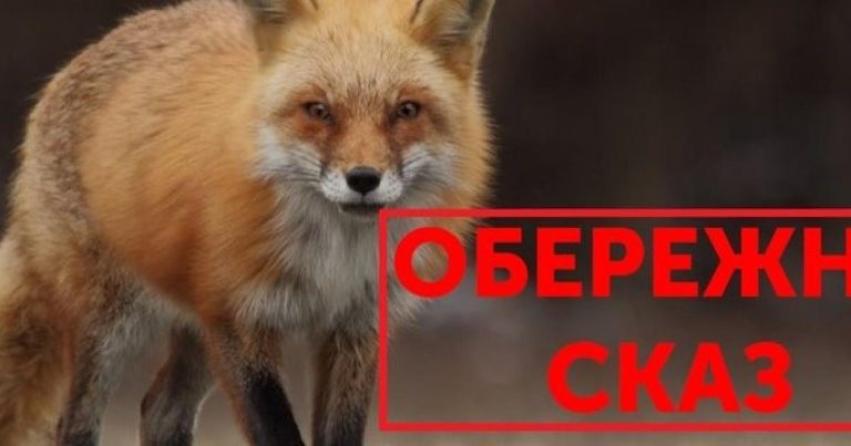 Яких диких і домашніх тварин у Харківській області найчастіше реєструють зі сказом