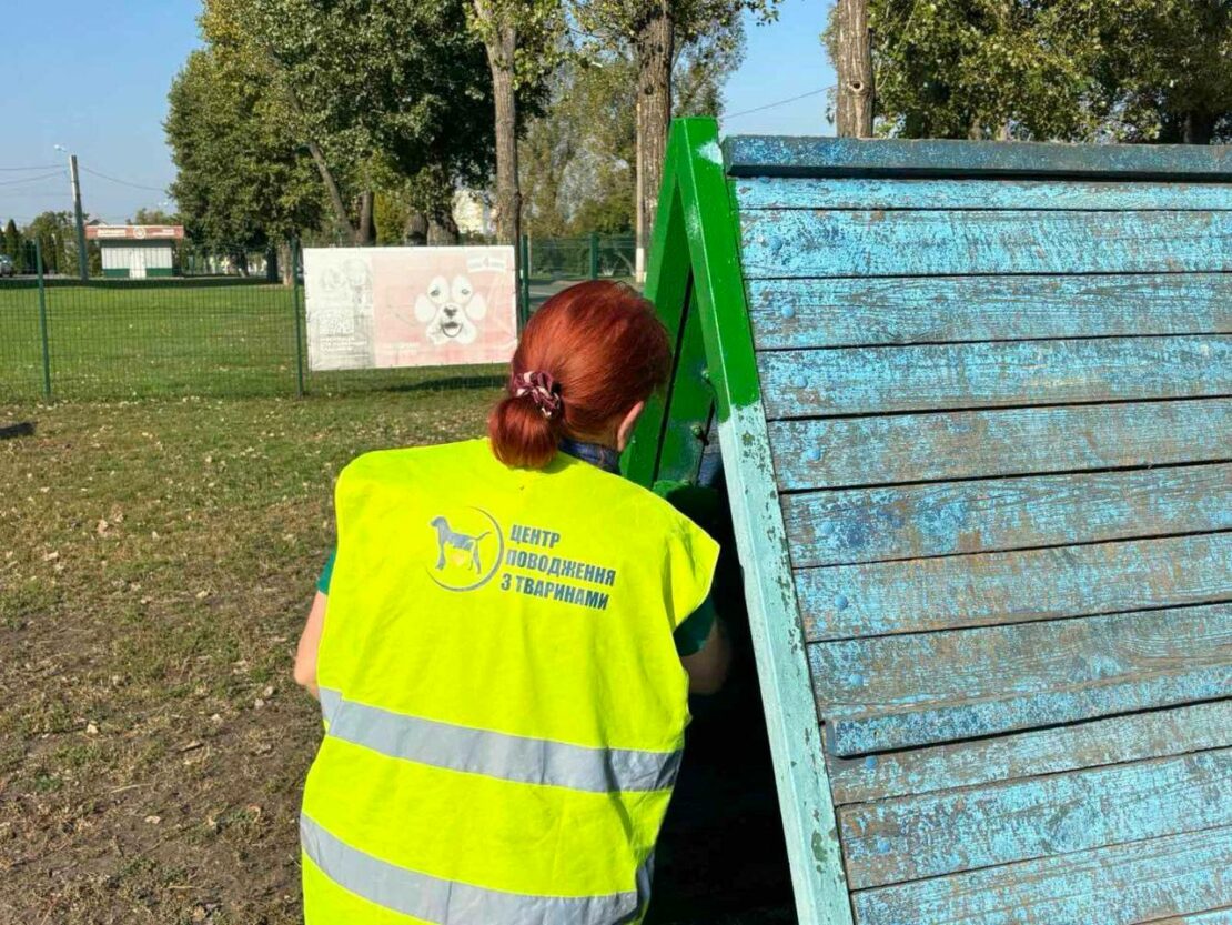 Пофарбовані кінологічні снаряди