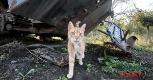 У Харкові проведуть благодійні акції за участю котів і собак-переселенців