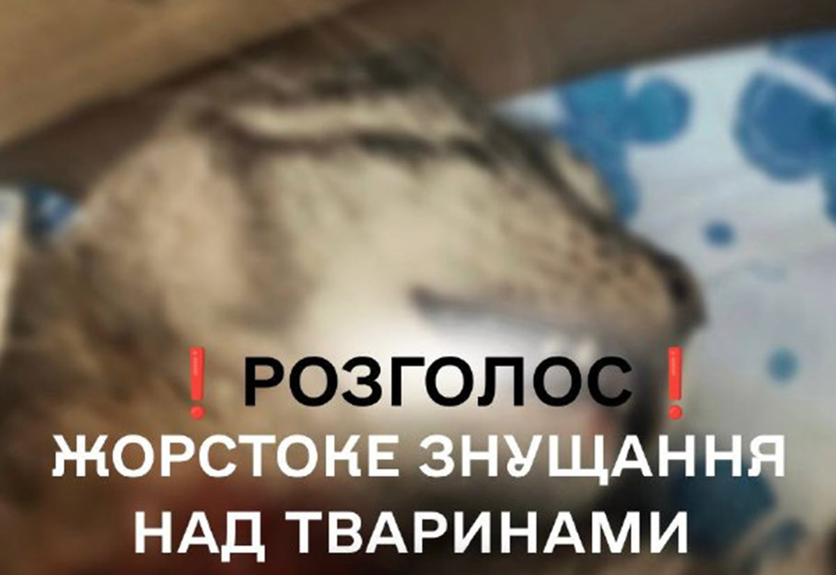 У Харкові звірськи позбавили життя домашню кішку