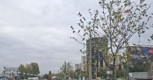 Як харків'янка перетворила пустир, засадивши його деревами